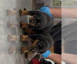 Small #3 Rottweiler