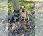 Small #3 Black Mouth Cur-Plott Hound Mix