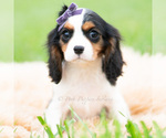 Small #4 Cavalier King Charles Spaniel