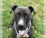 Small Photo #2 American Pit Bull Terrier-Unknown Mix Puppy For Sale in Tulsa, OK, USA