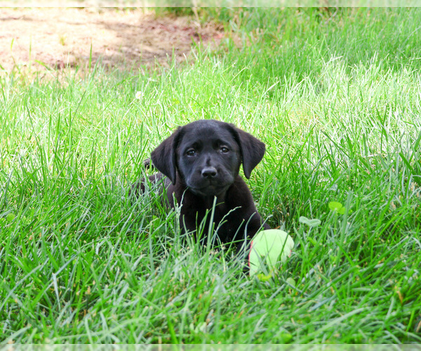 Medium Photo #3 Labrador Retriever Puppy For Sale in SYRACUSE, IN, USA