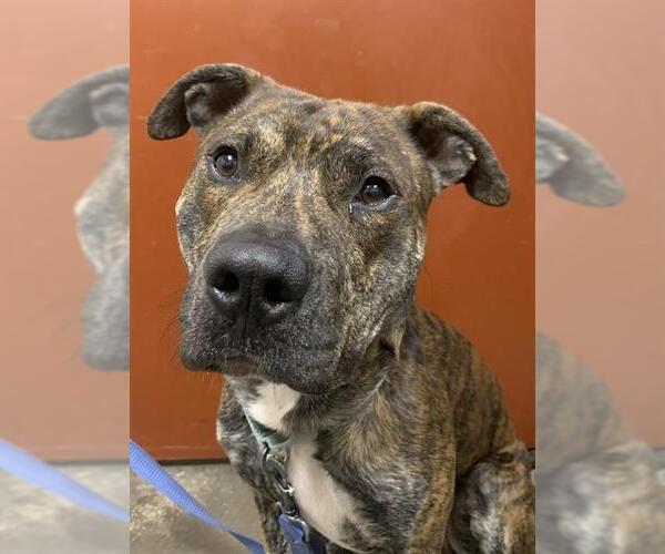 Medium Photo #1 Staffordshire Bull Terrier-Unknown Mix Puppy For Sale in Center Township, PA, USA