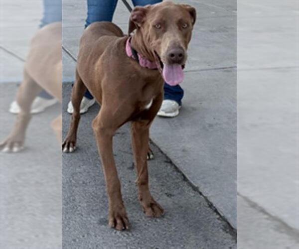 Medium Photo #1 Weimaraner Puppy For Sale in Bakersfield, CA, USA