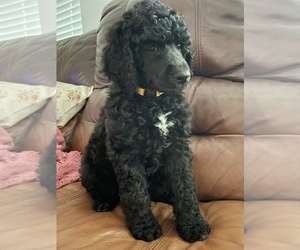 Poodle (Standard) Puppy for sale in BAYTOWN, TX, USA