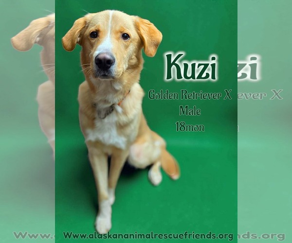 Medium Photo #1 Golden Retriever-Unknown Mix Puppy For Sale in Anchorage, AK, USA