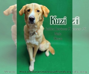 Golden Retriever-Unknown Mix Dogs for adoption in Anchorage, AK, USA