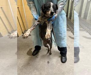 Australian Cattle Dog Dogs for adoption in Stockton, CA, USA