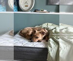 Small #4 Retriever  Mix