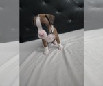 Puppy Annabelle Boxer