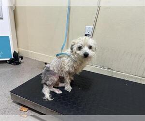 Maltese Dogs for adoption in Pasadena, CA, USA