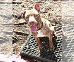 Small #1 American Staffordshire Terrier Mix