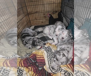 Great Dane Puppy for sale in BETHLEHEM, NH, USA