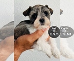 Small #1 Schnauzer (Miniature)