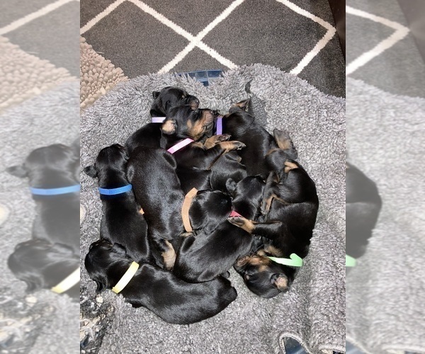 Medium Photo #7 Doberman Pinscher Puppy For Sale in PITTSFIELD, MA, USA