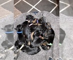 Small #6 Doberman Pinscher