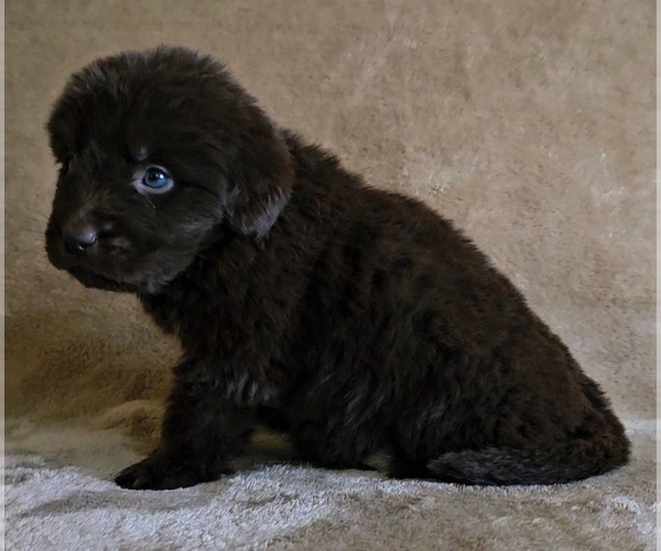 Medium Photo #3 Newfoundland Puppy For Sale in CAMBRIDGE, NE, USA
