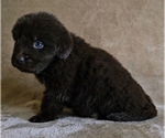 Small Photo #17 Newfoundland Puppy For Sale in CAMBRIDGE, NE, USA