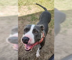 American Pit Bull Terrier-Unknown Mix Dogs for adoption in North Myrtle Beach, SC, USA
