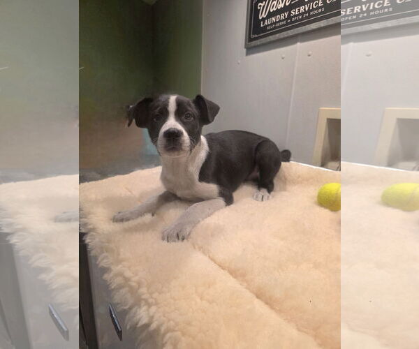 Medium Photo #7 Aussiedor Puppy For Sale in SHERBURNE, NY, USA