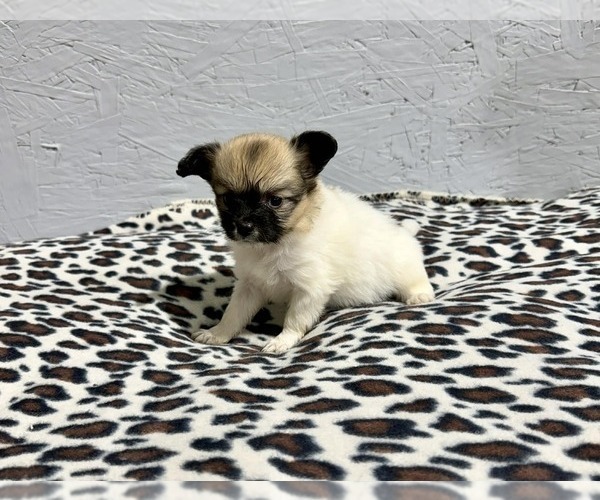 Medium Photo #1 Papillon Puppy For Sale in BELTON, MO, USA