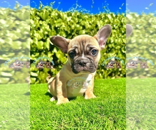 Medium Photo #2 French Bulldog Puppy For Sale in SAN DIEGO, CA, USA