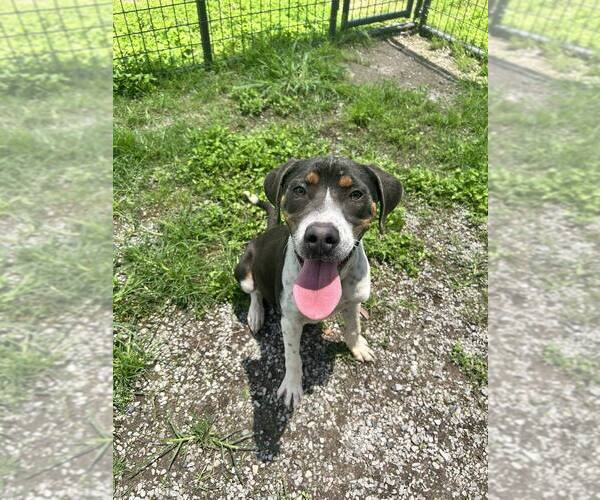 Medium Photo #3 Mutt Puppy For Sale in Abbeville, LA, USA