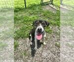 Small #2 Mutt