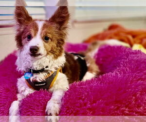 Chi-Corgi Dogs for adoption in San Francisco, CA, USA