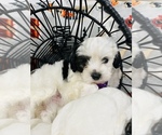 Small Photo #6 Maltipoo Puppy For Sale in VALLEY CENTER, CA, USA