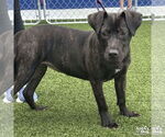 Small #1 Labrador Retriever Mix