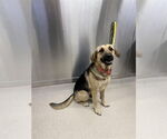 Small German Shepherd Dog