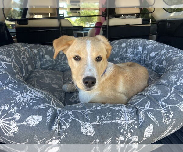 Medium Photo #3 Labrador Retriever-Unknown Mix Puppy For Sale in The Woodlands, TX, USA