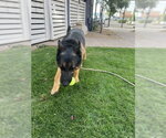 Small #7 German Shepherd Dog