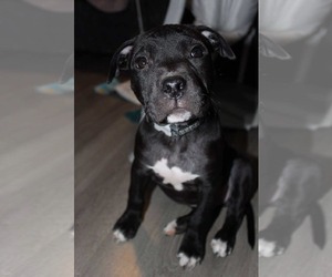 Mutt Dogs for adoption in pomfret, CT, USA