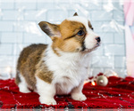 Small #6 Cardigan Welsh Corgi
