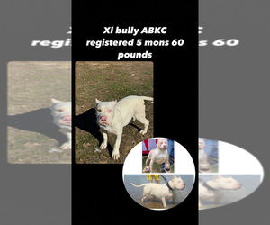 American Bully Puppy for sale in STOCKTON, CA, USA