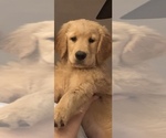 Small Photo #1 Golden Retriever Puppy For Sale in ROANOKE, VA, USA
