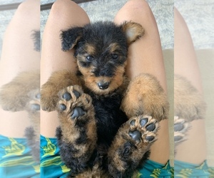 Airedale Terrier Puppy for Sale in TROY, Alabama USA