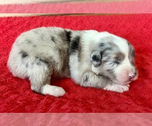 Australian Shepherd Puppy for sale in LODA, IL, USA