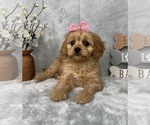 Small #3 Cavapoo (Standard)