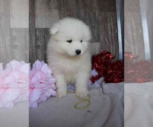 Samoyed Puppy for sale in REDWOOD CITY, CA, USA