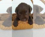 Small Photo #4 Labrador Retriever Puppy For Sale in KALAMAZOO, MI, USA