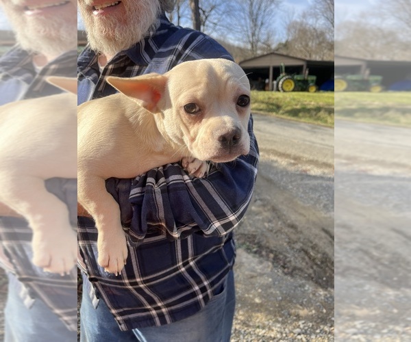 Medium Photo #81 French Bullhuahua Puppy For Sale in SPRAGGS, PA, USA