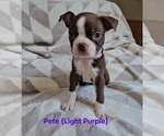 Small #1 Boston Terrier