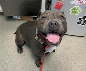American Pit Bull Terrier Dogs for adoption in Bakersfield, CA, USA