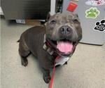 Small American Pit Bull Terrier