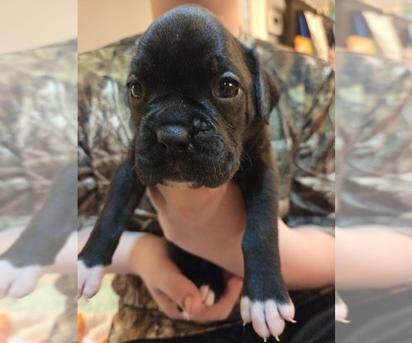 Medium Photo #8 Boxer Puppy For Sale in OPELIKA, AL, USA