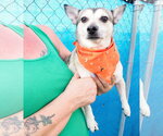 Small Photo #2 Chihuahua-Unknown Mix Puppy For Sale in Phoenix, AZ, USA