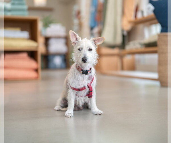 Medium Photo #5 Mutt Puppy For Sale in Marina Del Rey, CA, USA