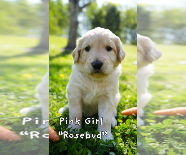 Medium Photo #9 Goldendoodle Puppy For Sale in MATTHEWS, NC, USA